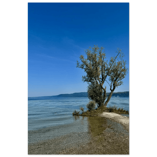 Majestic Tree on a European Lake Aluminum Print – Nature - Inspired Wall Art - CaliCuration