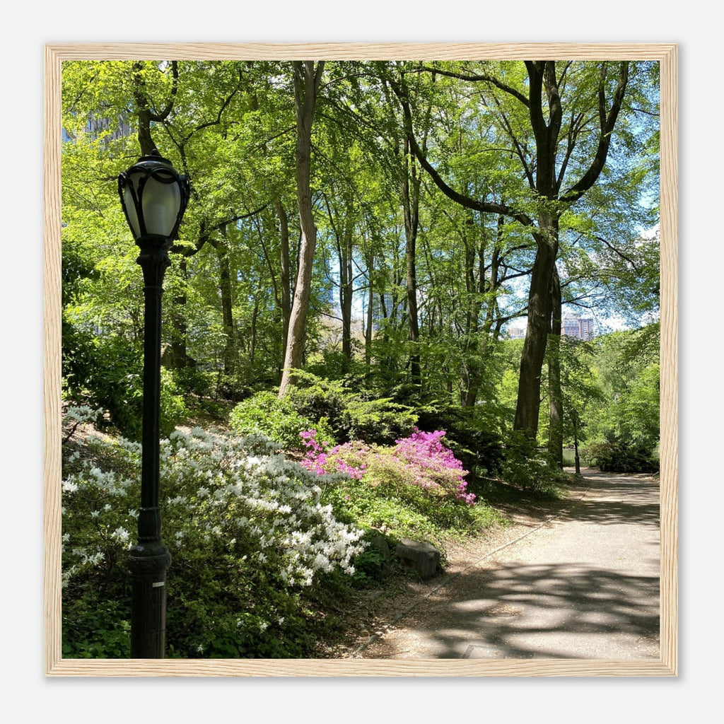 Framed art print of a Central Park walkway scene on premium matte paper with a white wooden frame, part of the Studio Edition Travel Collection.