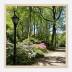 Framed art print of a Central Park walkway scene on premium matte paper with a white wooden frame, part of the Studio Edition Travel Collection.