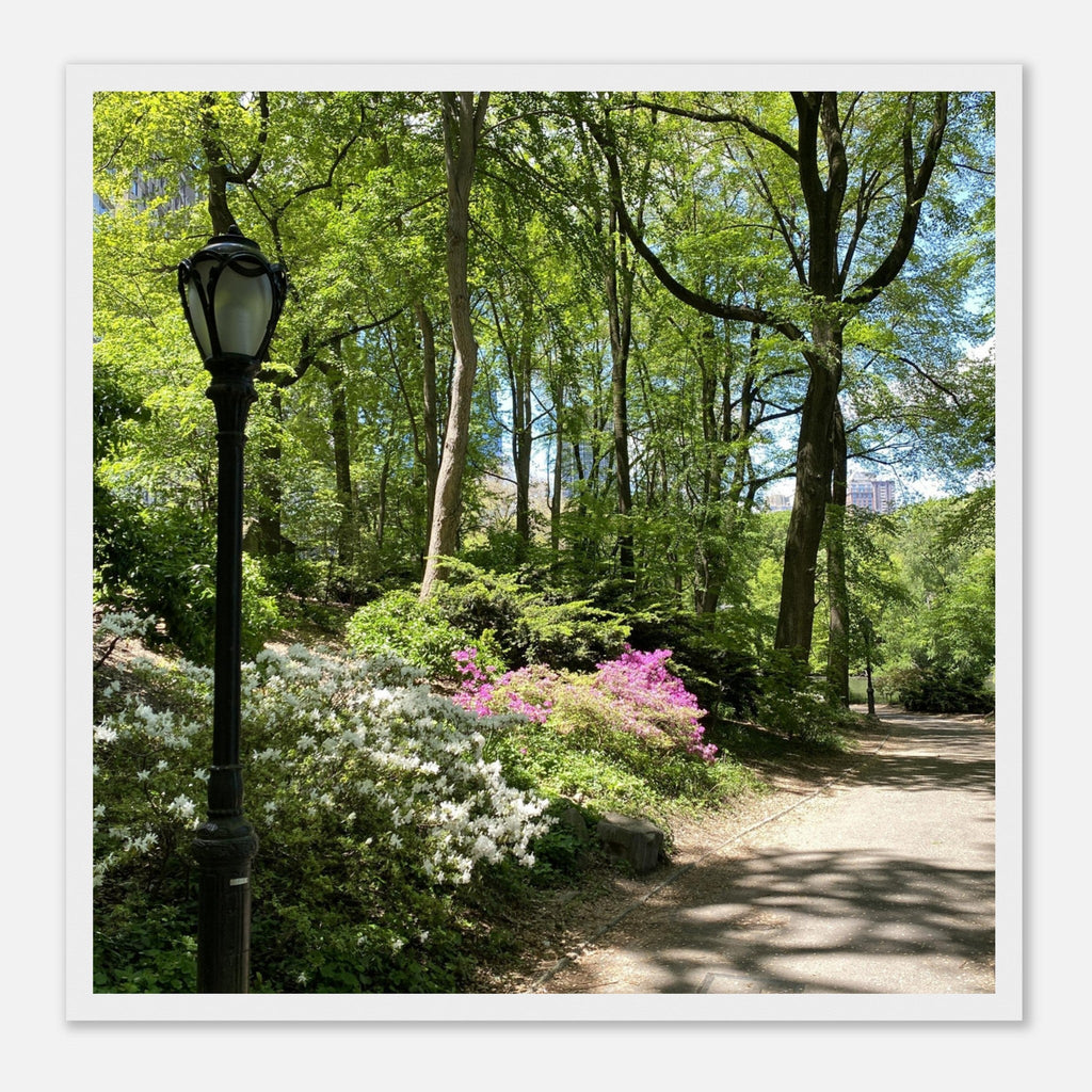Serene Stroll Central Park walkway framed art print on premium matte paper with a wooden frame, part of the Travel Collection Studio Edition.