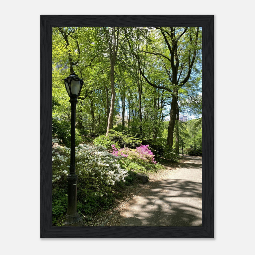 Serene Stroll Central Park walkway framed art print on premium matte paper with white wooden frame, part of travel collection studio edition