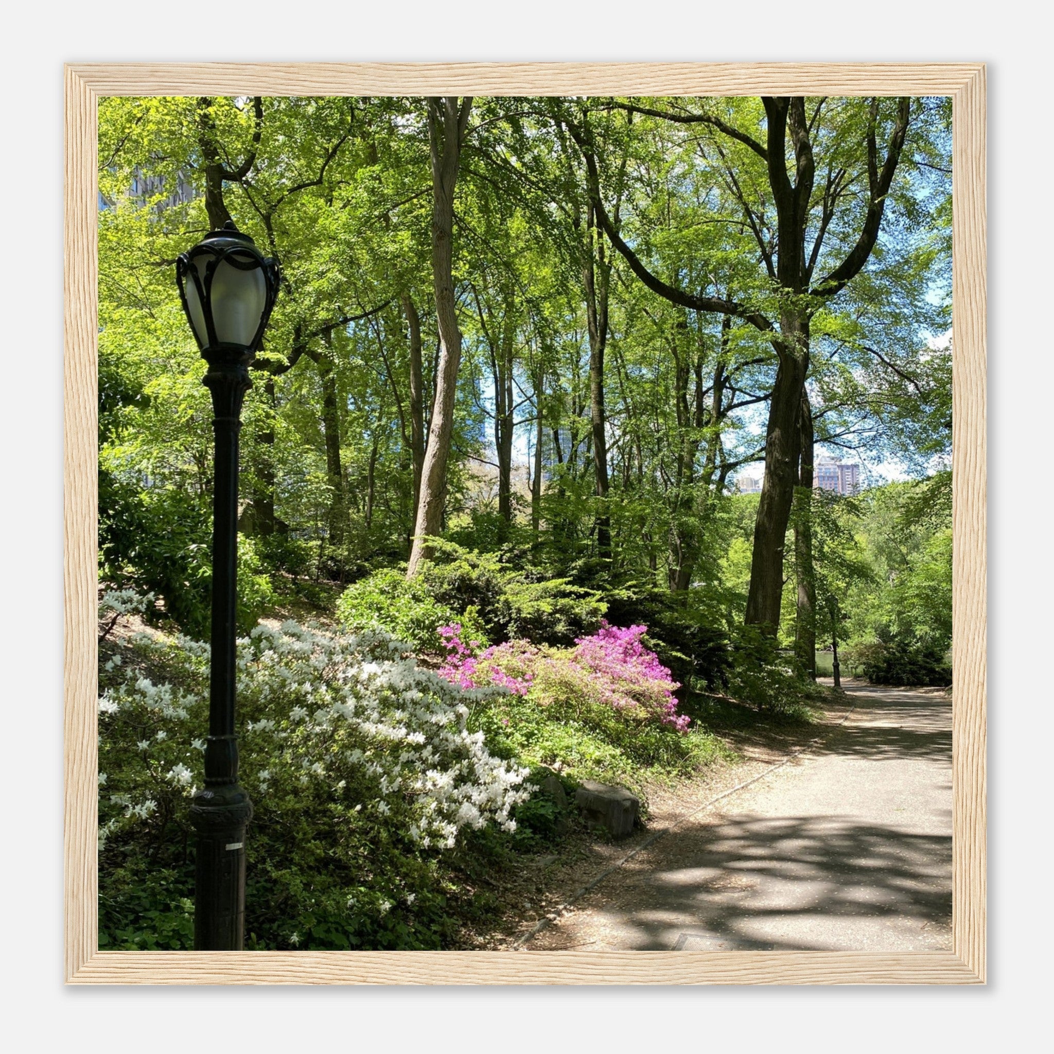 Framed art print of Central Park walkway on premium matte paper with a white wooden frame, part of the Travel Collection Studio Edition.