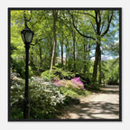 Serene Stroll Central Park walkway framed art print on premium matte paper with white wooden frame, part of the Travel Collection.