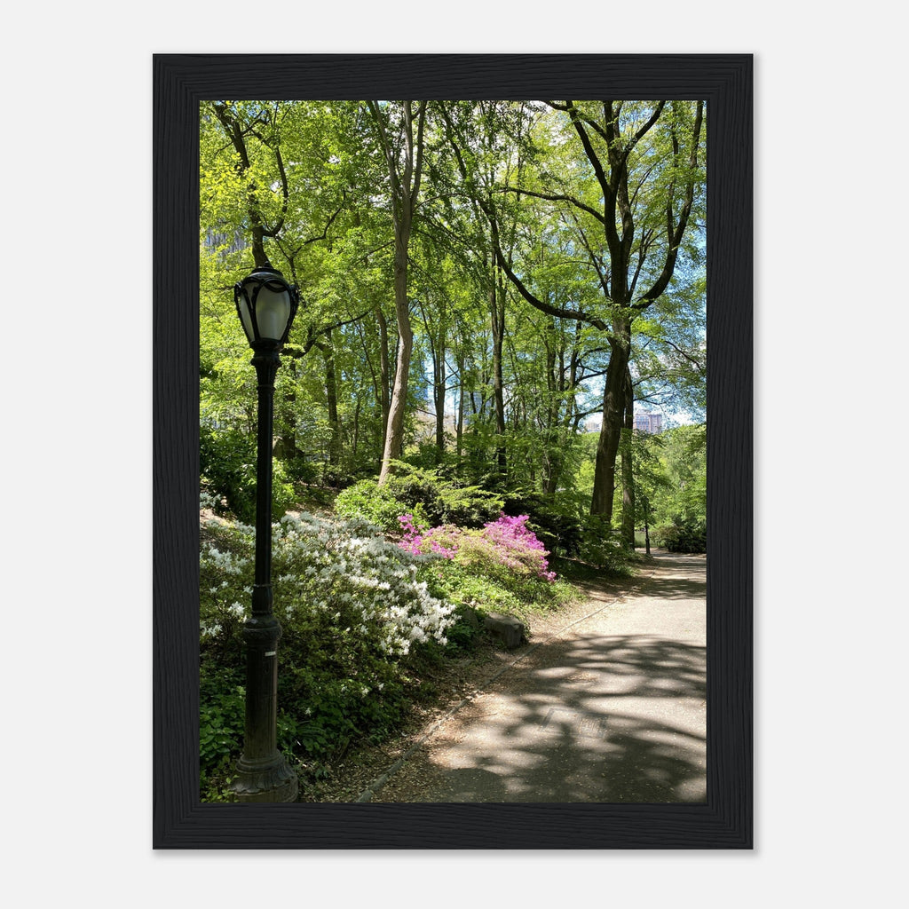 Serene Stroll Central Park walkway framed art print on premium matte paper with white wooden frame, part of Travel Collection Studio Edition.