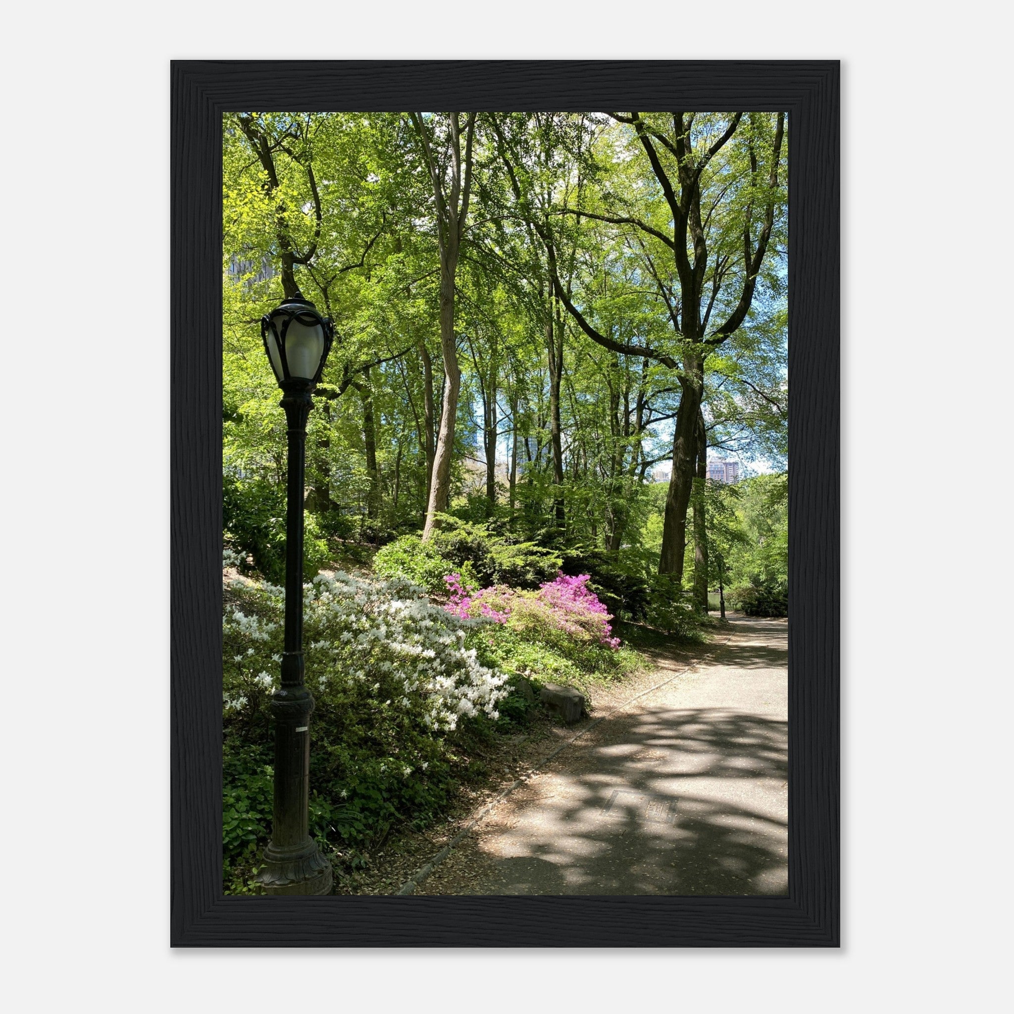 Serene Stroll Central Park walkway framed art print on premium matte paper with white wooden frame, part of Travel Collection Studio Edition.