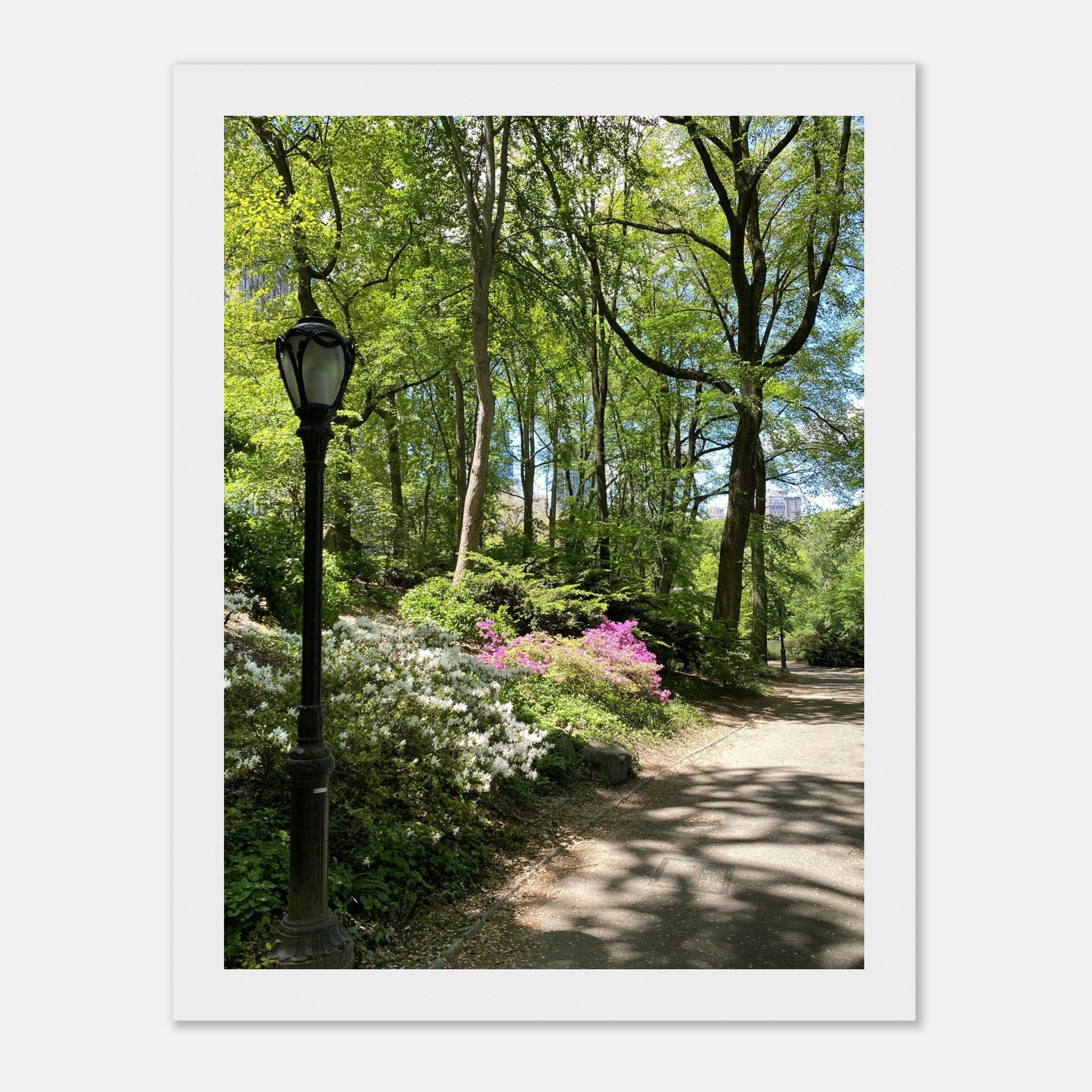 Serene Stroll Central Park walkway framed art print on premium matte paper with a white wooden frame, part of the travel collection.