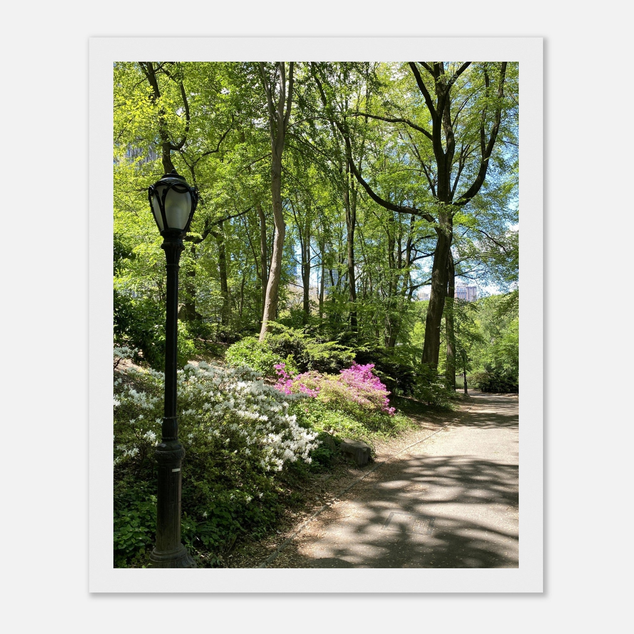 Serene Stroll Central Park walkway framed art print on premium matte paper with a wooden frame, part of the Studio Edition travel collection.