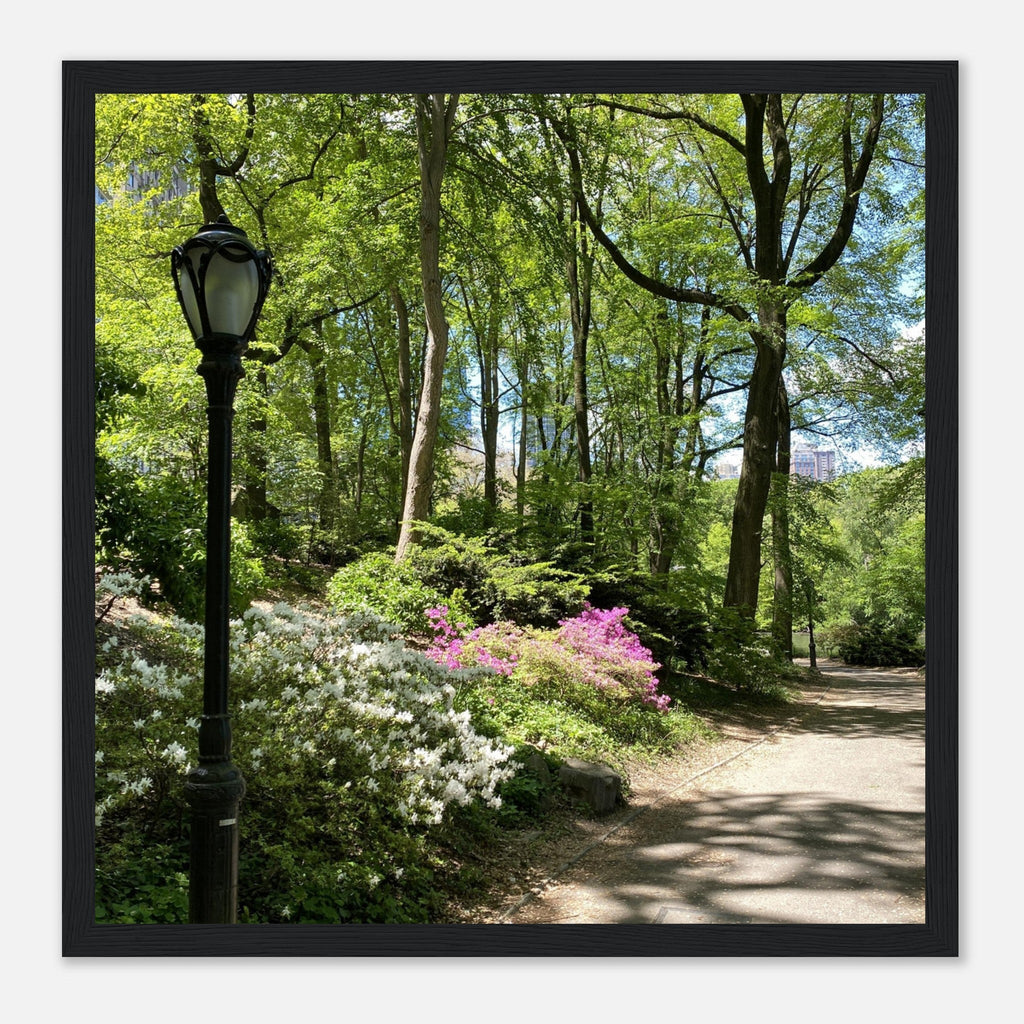Serene Stroll Central Park walkway framed art print on premium matte paper with white wooden frame, part of travel collection Studio Edition.