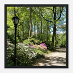 Serene Stroll Central Park walkway framed art print on premium matte paper with white wooden frame, part of travel collection Studio Edition.