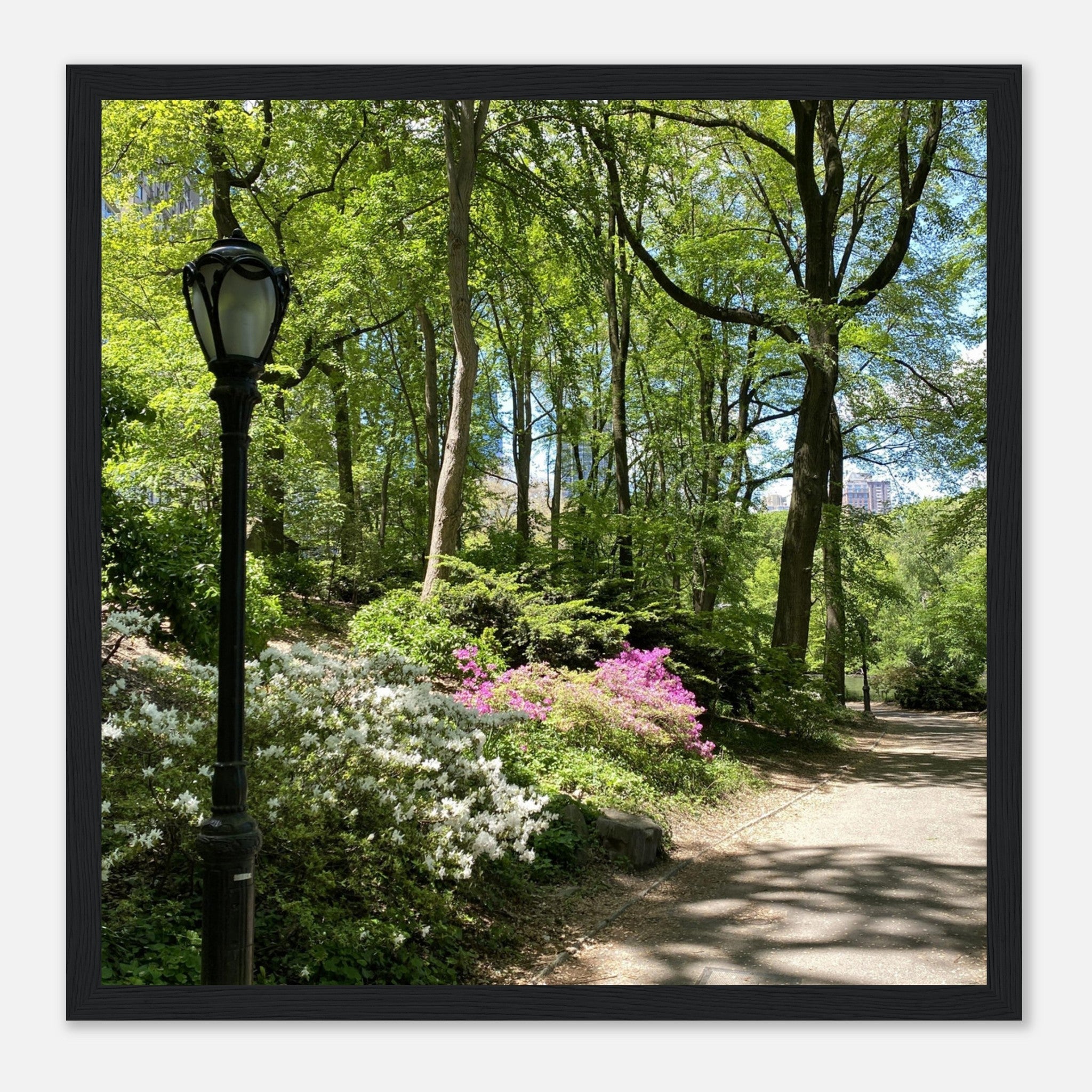 Serene Stroll Central Park walkway framed art print on premium matte paper with white wooden frame, part of travel collection Studio Edition.