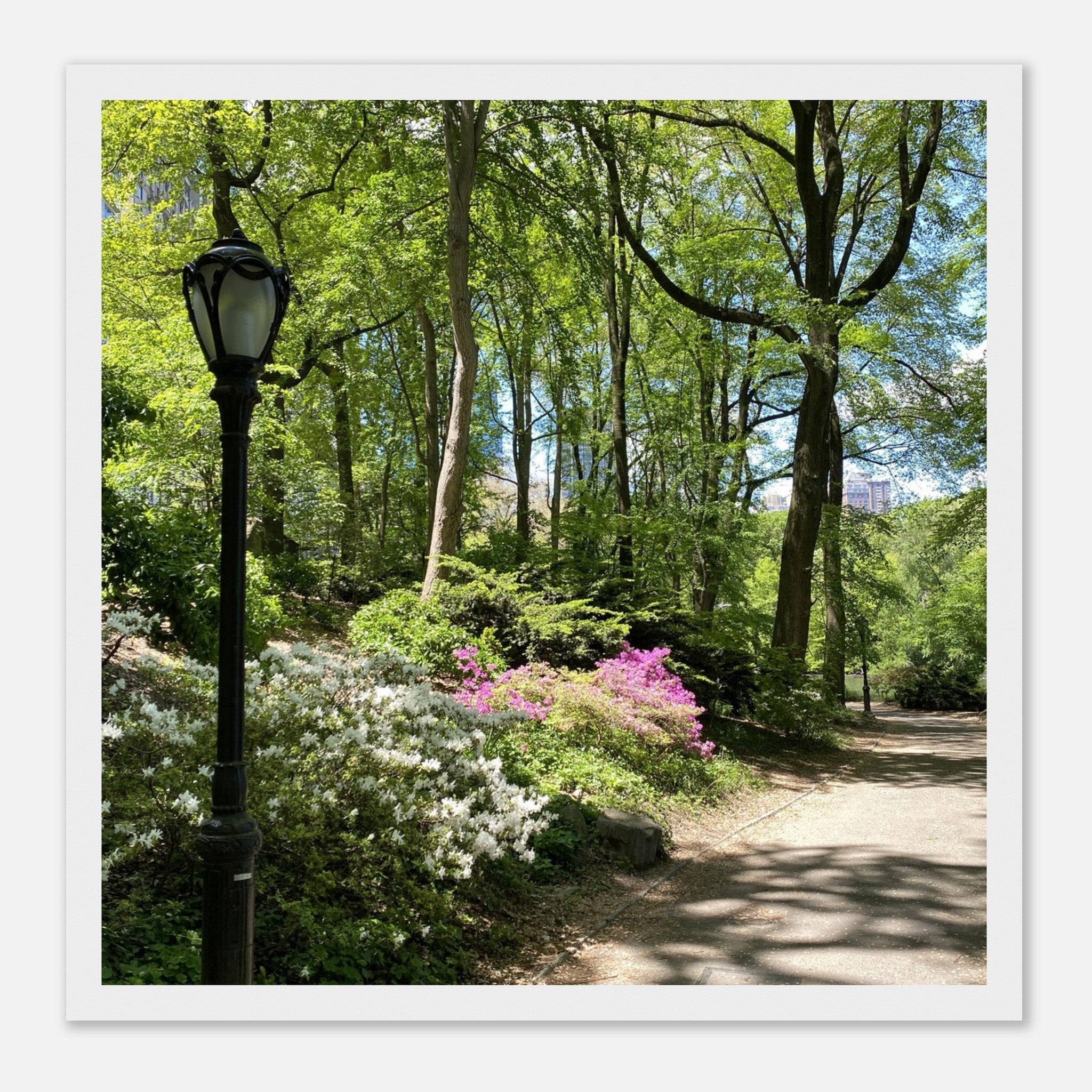 Framed art print of Central Park walkway with trees on premium matte paper, wooden frame, part of the Studio Edition travel collection.