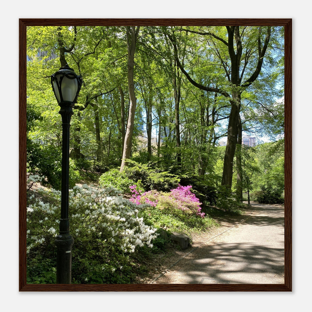 Framed art print of Central Park walkway on premium matte paper with a white wooden frame, part of the Travel Collection Studio Edition.