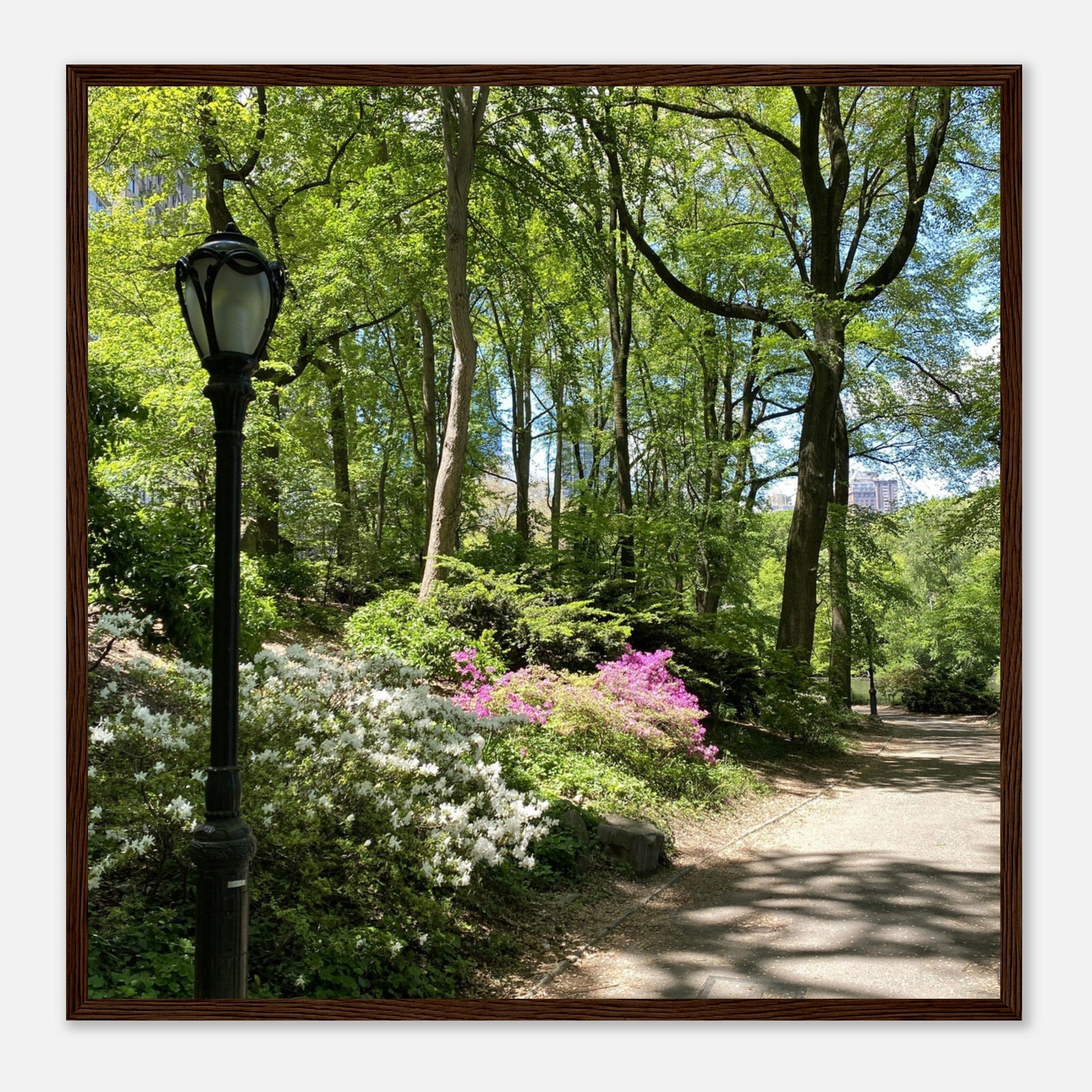 Serene Stroll Central Park walkway framed art print on premium matte paper with white wooden frame, part of travel collection studio edition