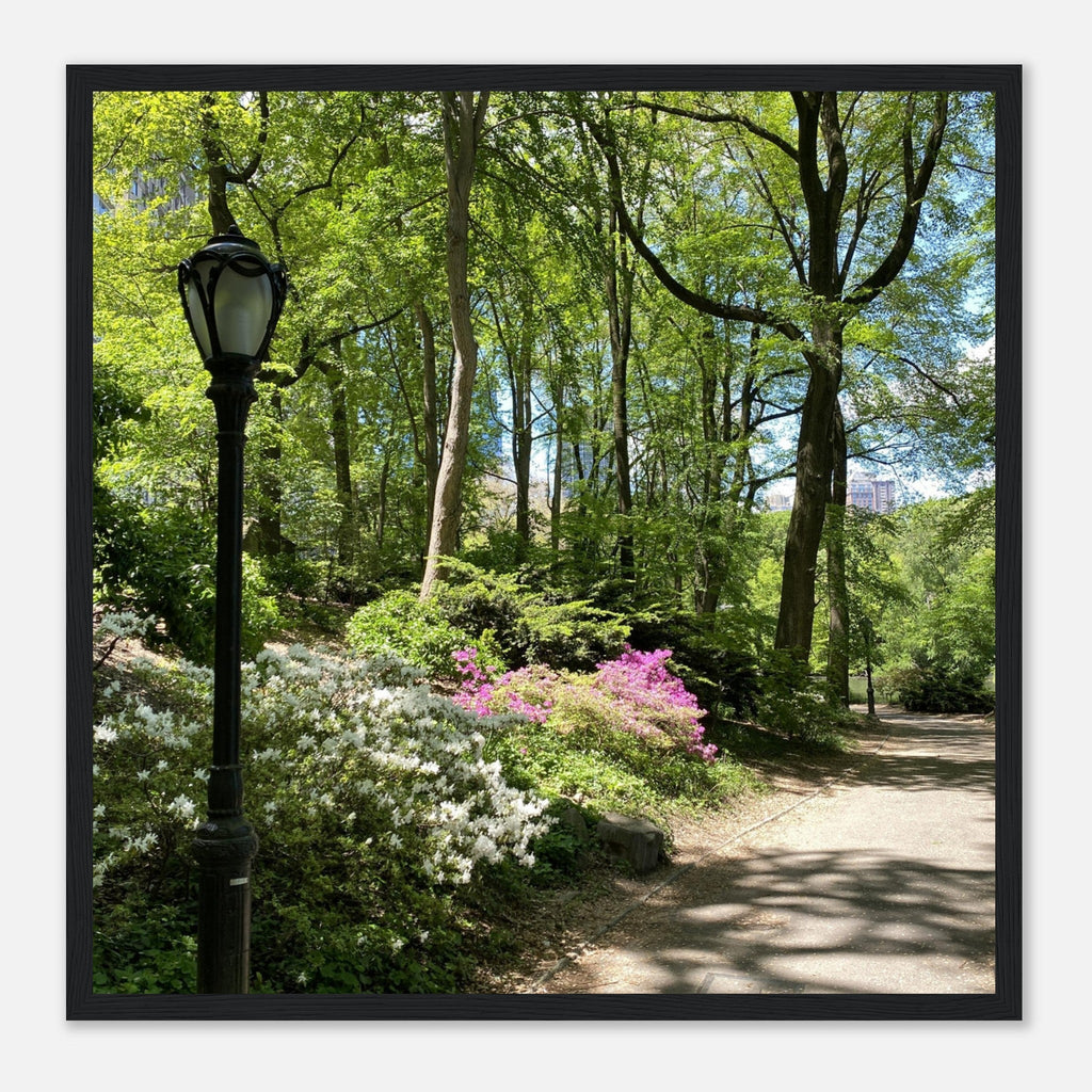 Framed art print of Central Park walkway on premium matte paper with a white wooden frame, part of the Studio Edition travel collection.