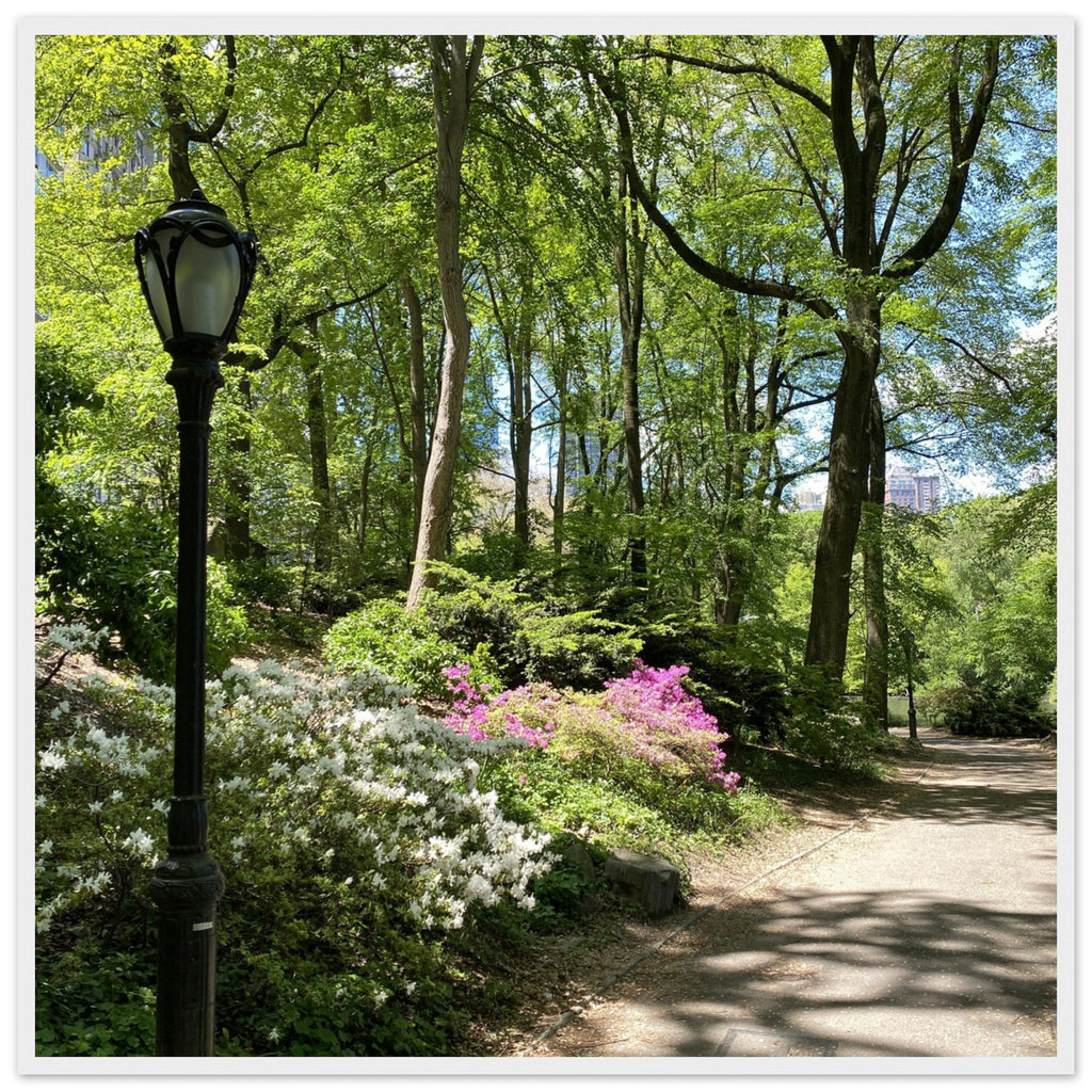 Framed art print of Central Park walkway on premium matte paper with white wooden frame, part of the Travel Collection Studio Edition.