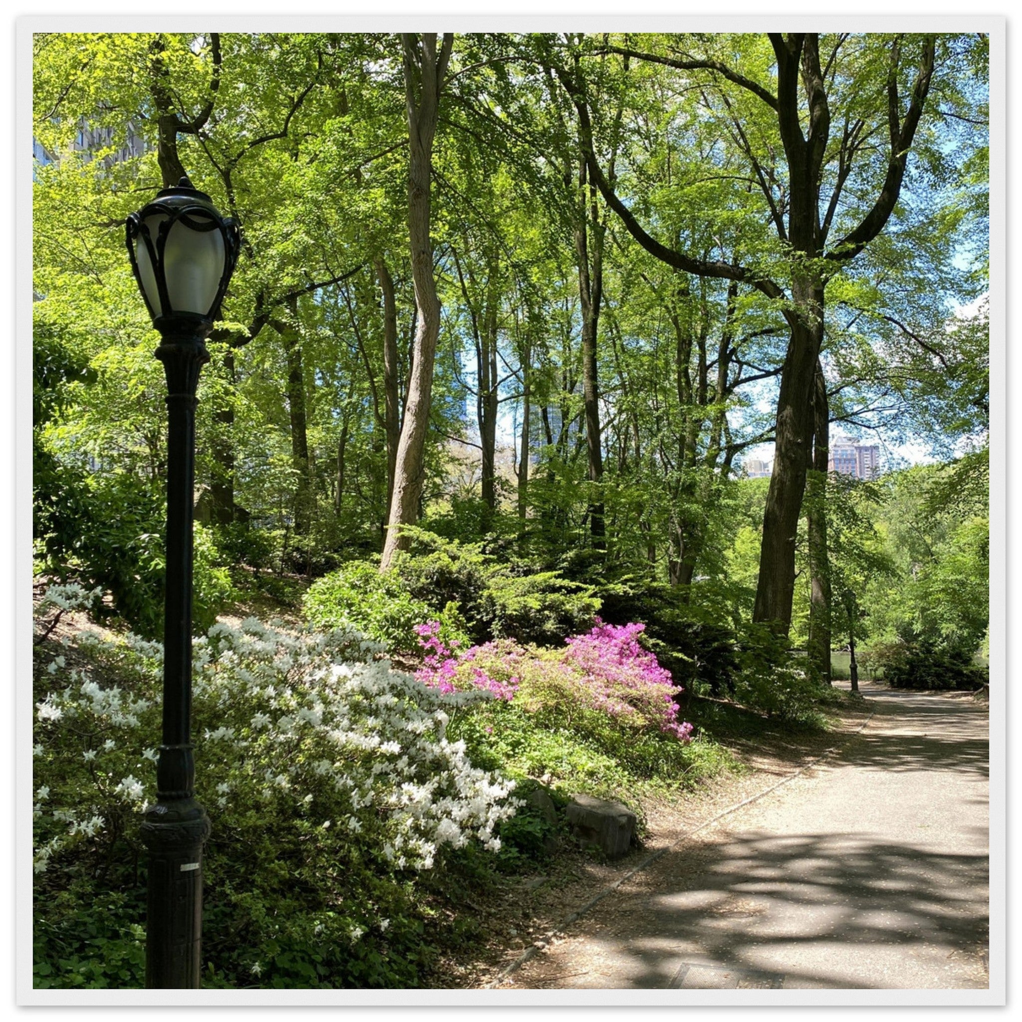 Framed art print of Central Park walkway on premium matte paper with white wooden frame, part of the Travel Collection Studio Edition.