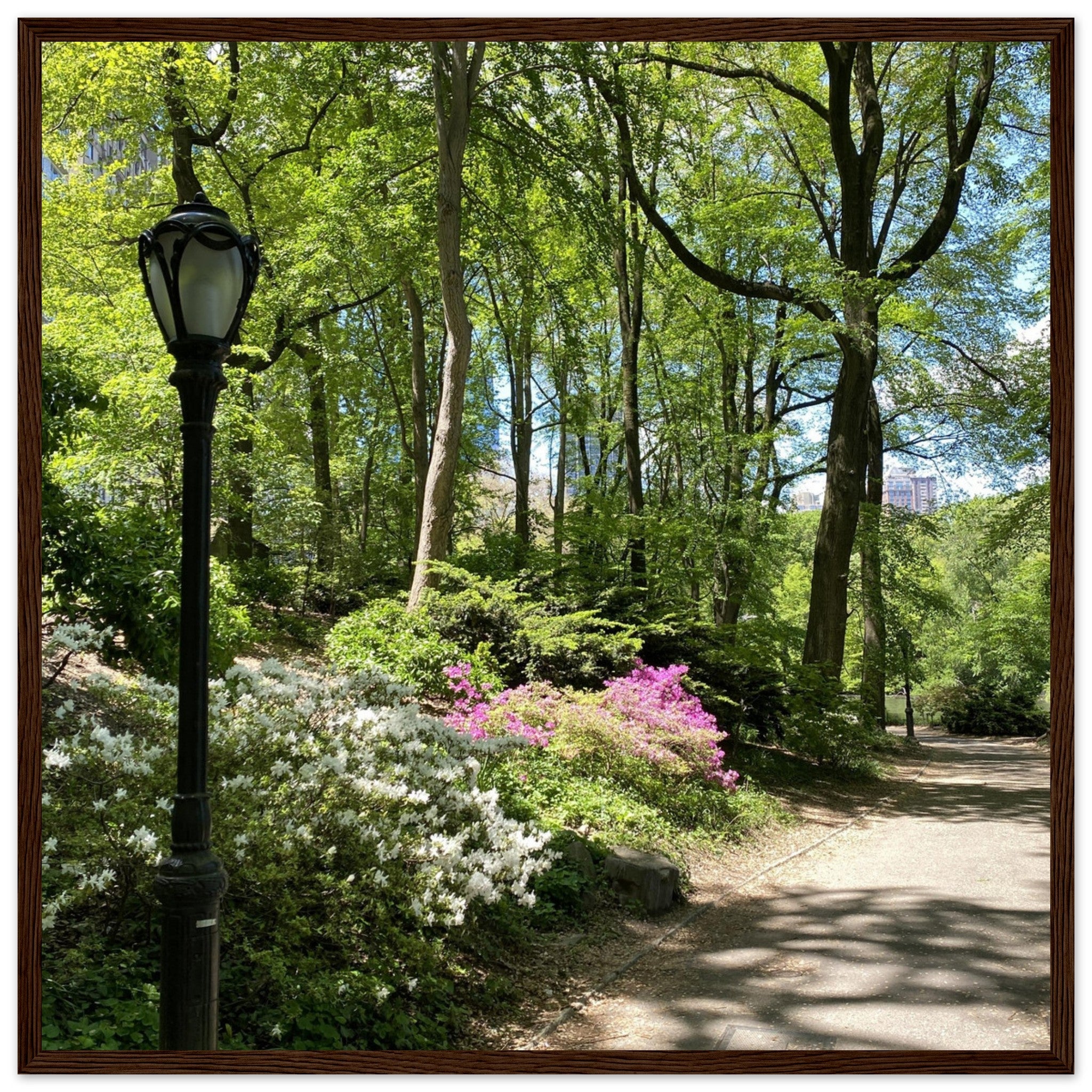 Serene Stroll Central Park walkway framed art print on premium matte paper with white wooden frame, part of travel collection studio edition