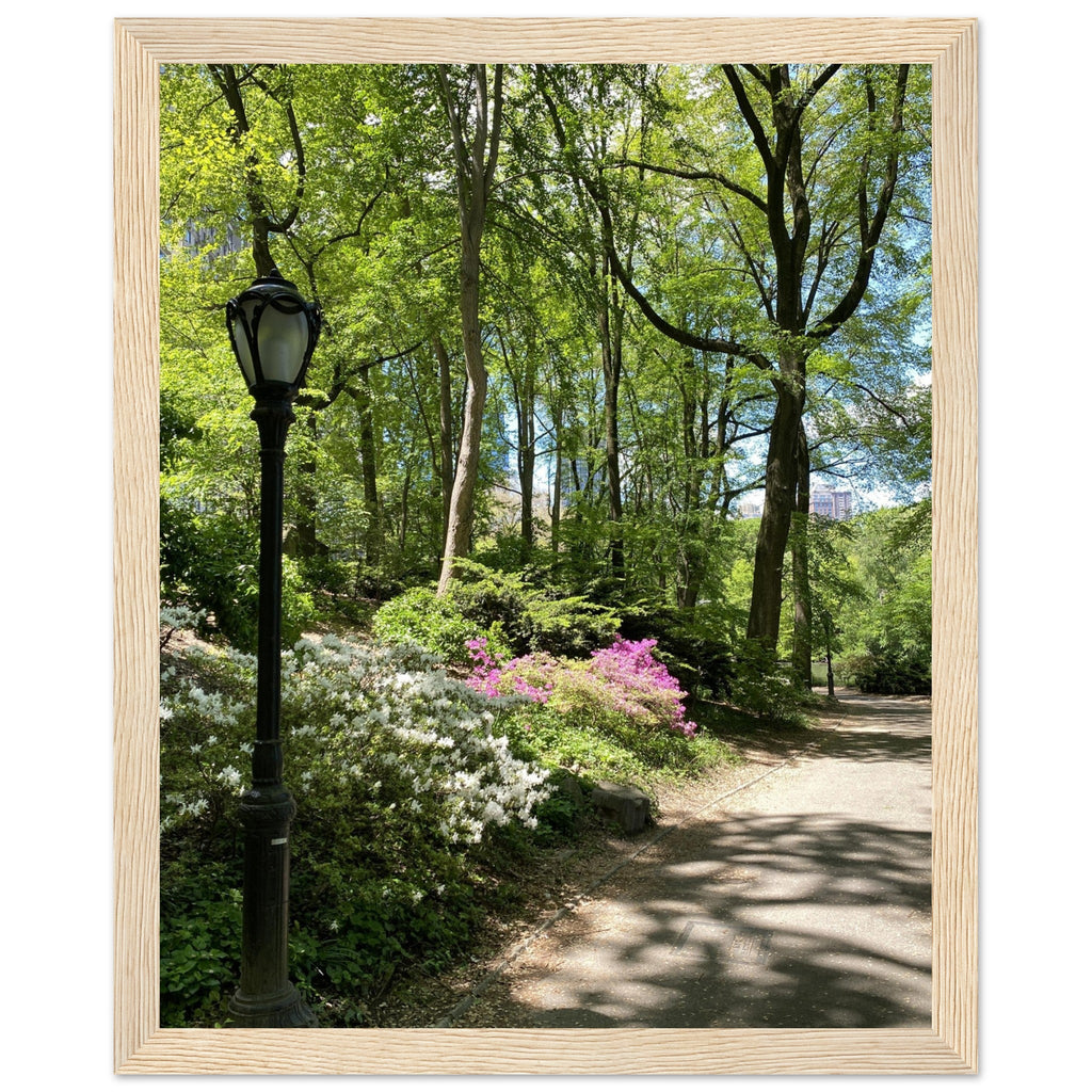 Framed art print of Central Park walkway on premium matte paper with white wooden frame, part of the Studio Edition travel collection.