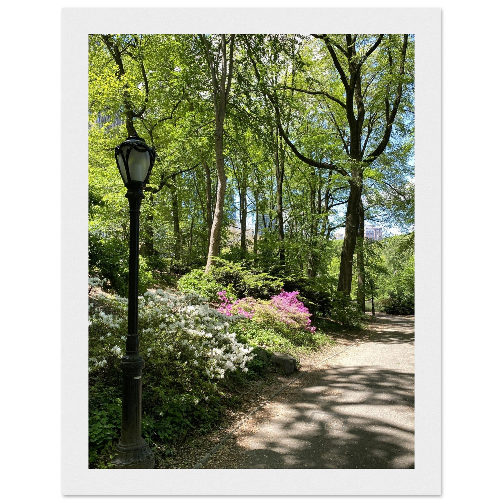 Framed art print of Central Park walkway on premium matte paper, wooden frame, part of the Studio Edition Travel Collection.