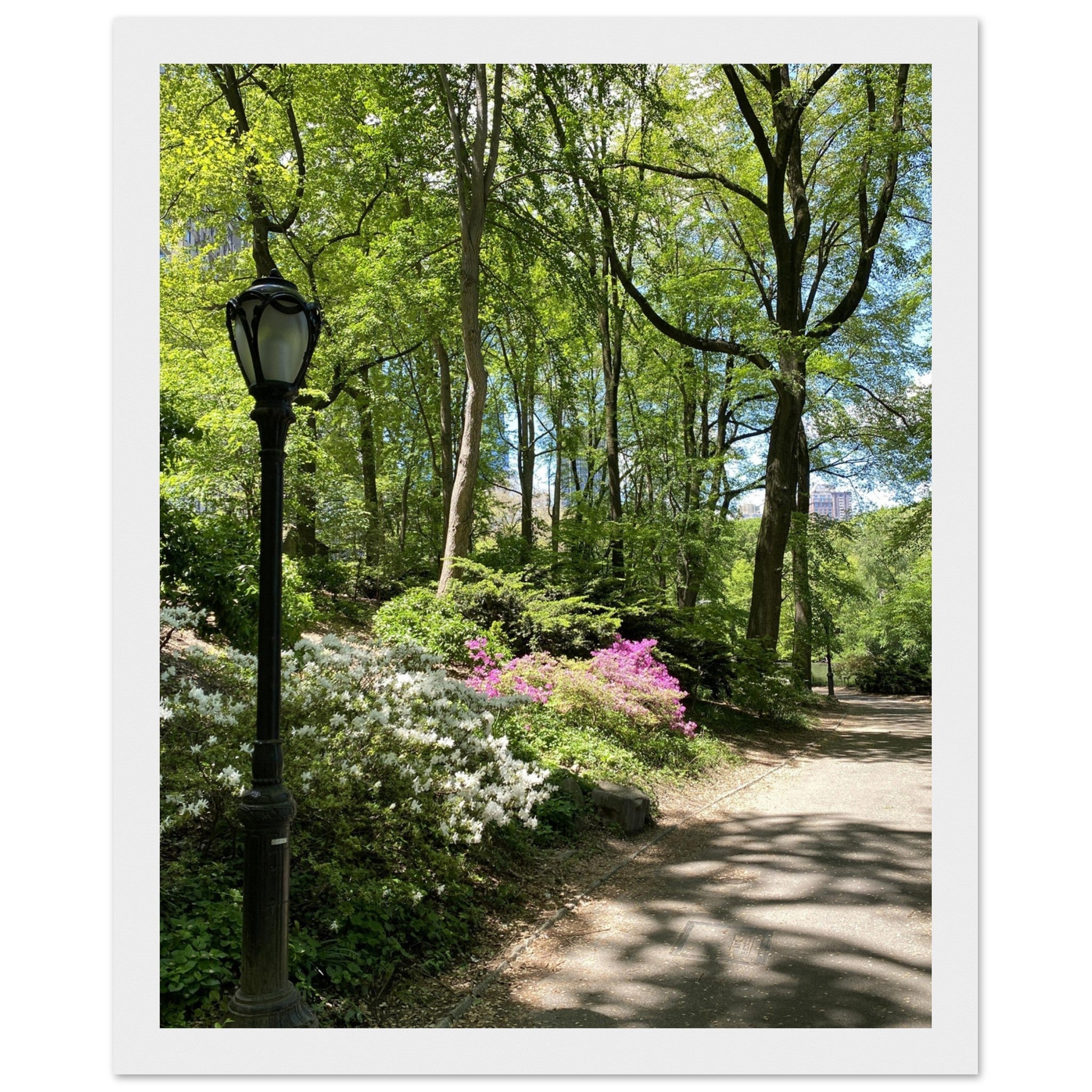 Central Park walkway framed art print on premium matte paper with a white wooden frame, part of the Studio Edition Travel Collection.