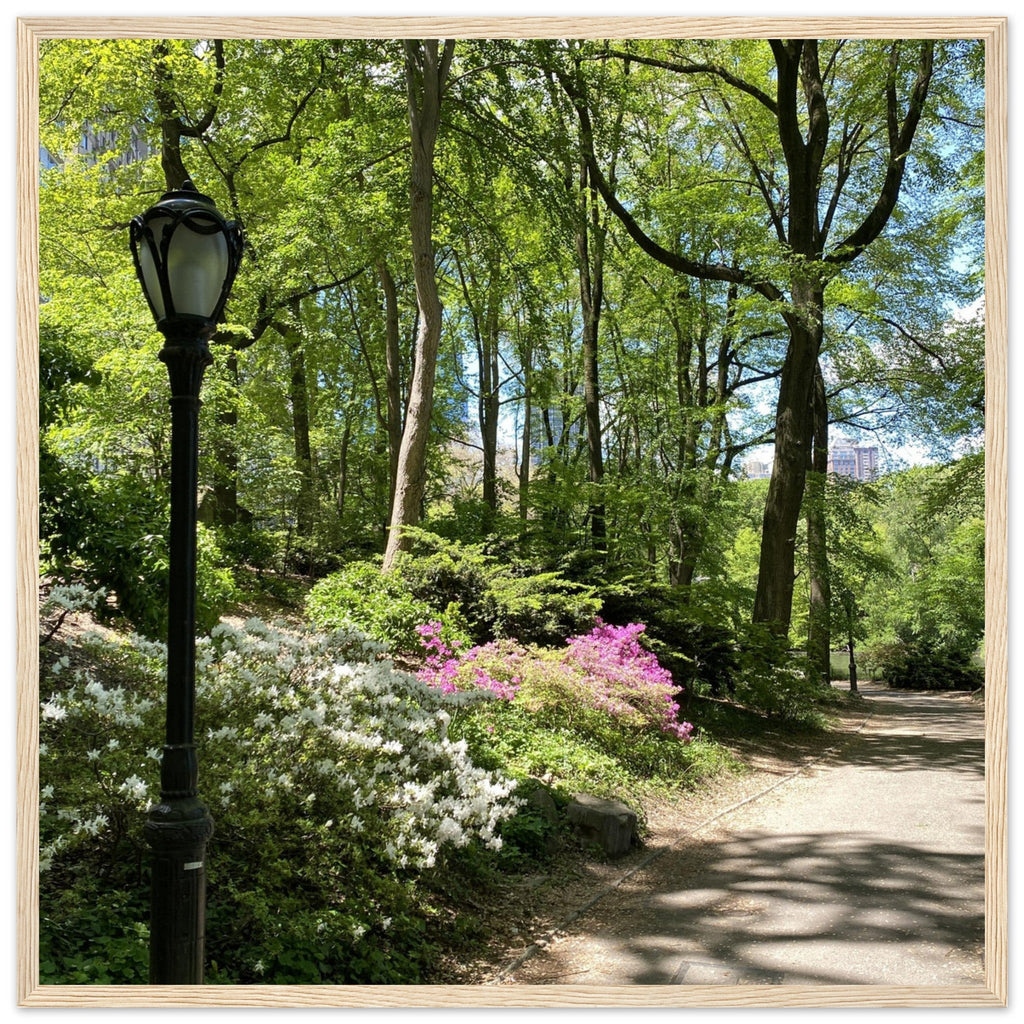 Serene Stroll Central Park walkway framed art print on premium matte paper with a white wooden frame, part of the Travel Collection.
