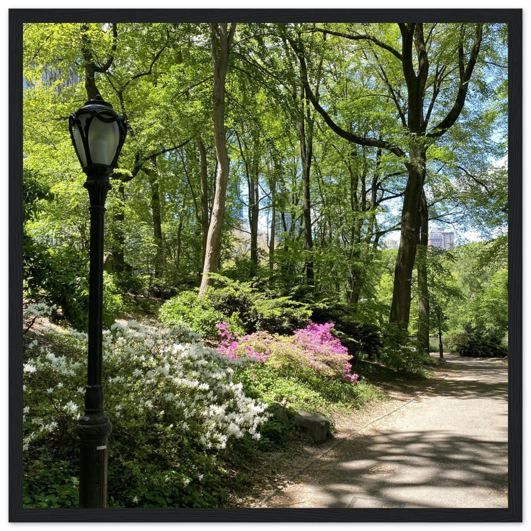 Framed art print of Central Park walkway on premium matte paper with a white wooden frame, part of the Travel Collection Studio Edition.