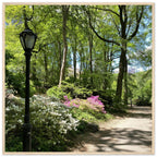 Framed art print of Central Park walkway on premium matte paper with wooden frame, part of Studio Edition travel collection.