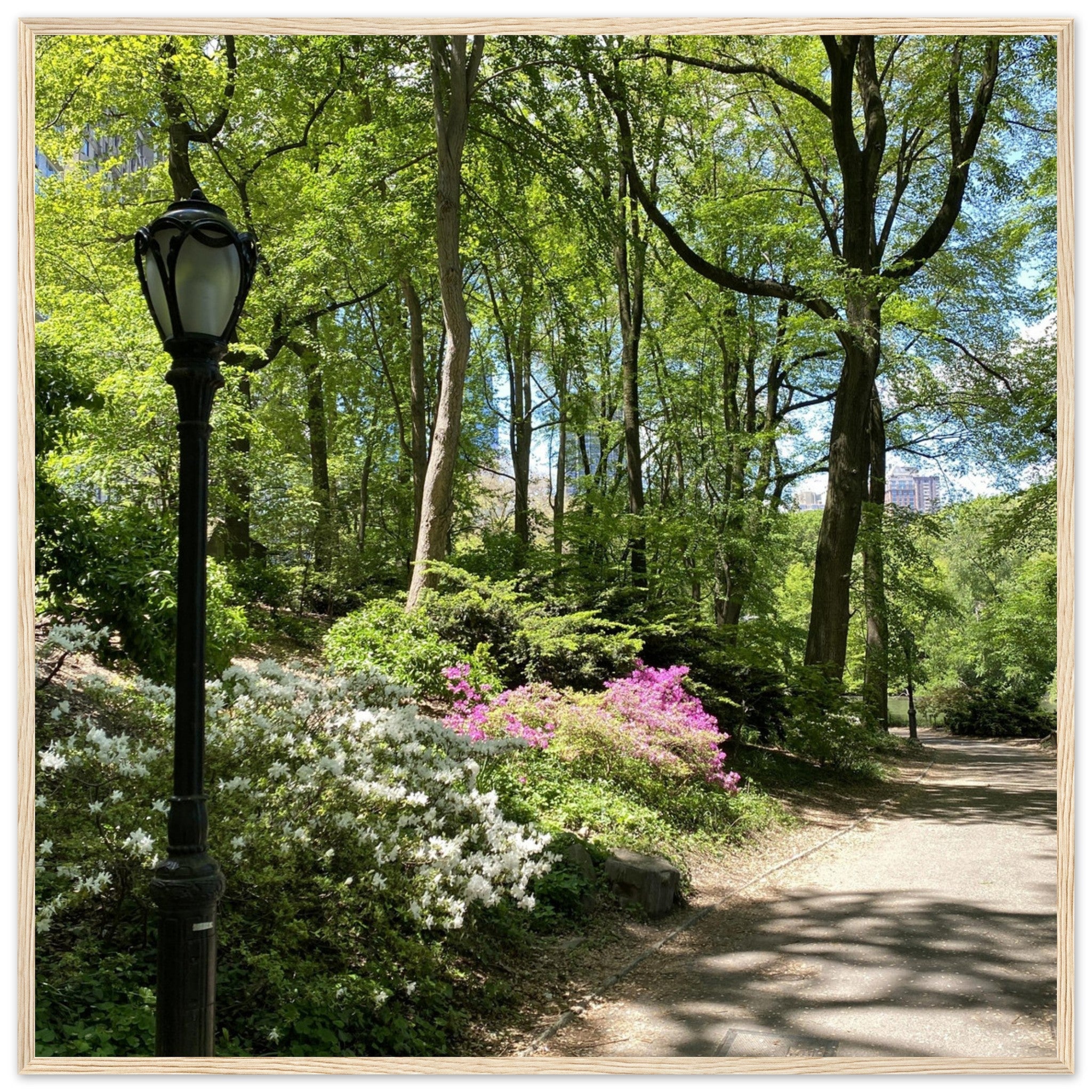 Framed art print of Central Park walkway on premium matte paper with wooden frame, part of Studio Edition travel collection.