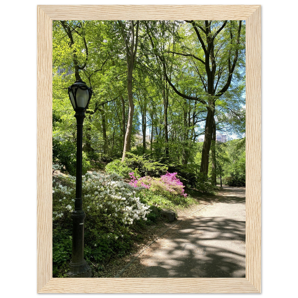 Central Park walkway framed art print on premium matte paper with white wooden frame, part of the Studio Edition travel collection.