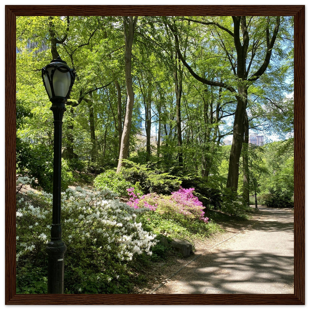 Framed art print of Central Park walkway on premium matte paper with white wooden frame, part of the Studio Edition travel collection.