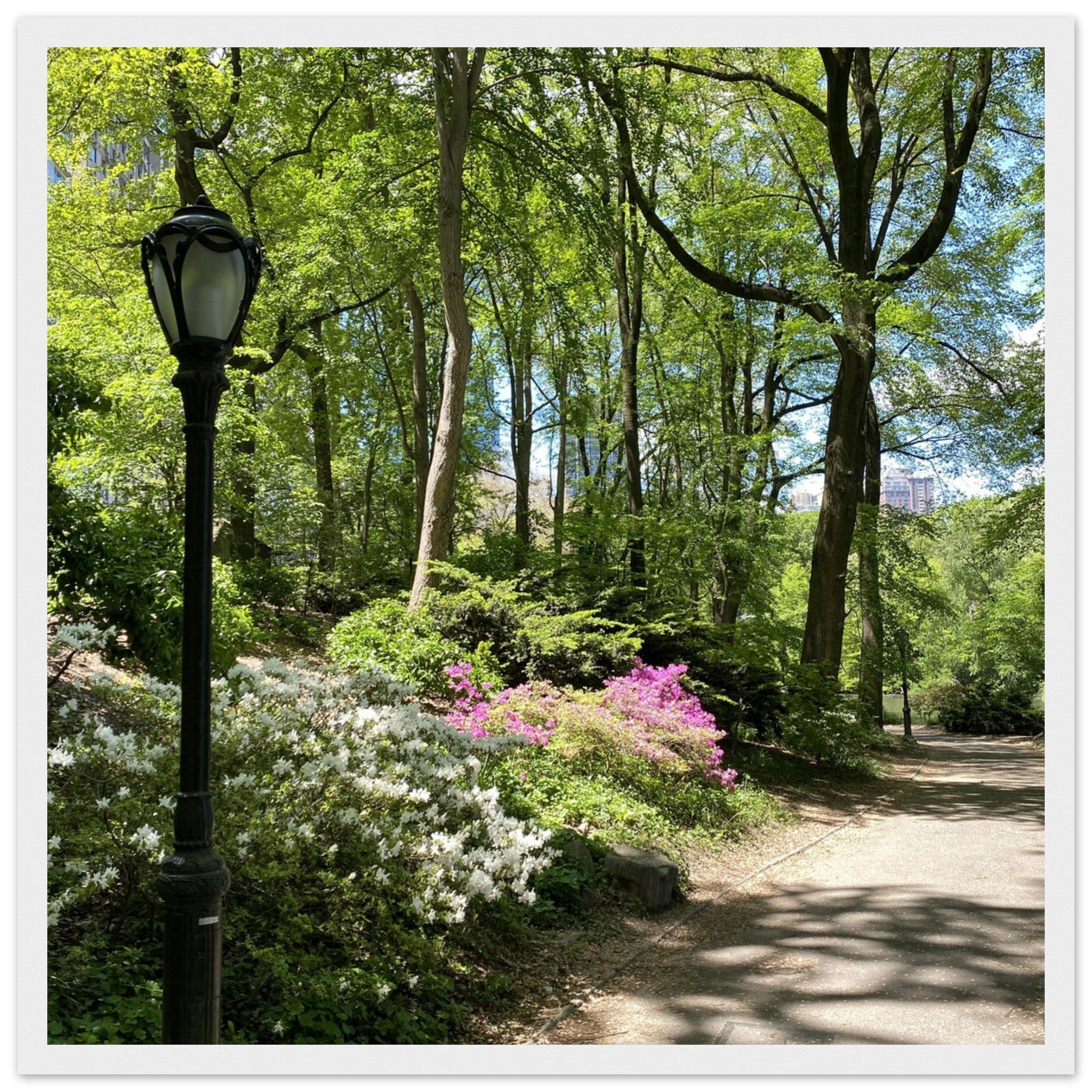 Framed art print of Central Park walkway on premium matte paper with a white wooden frame, part of the Studio Edition travel collection.