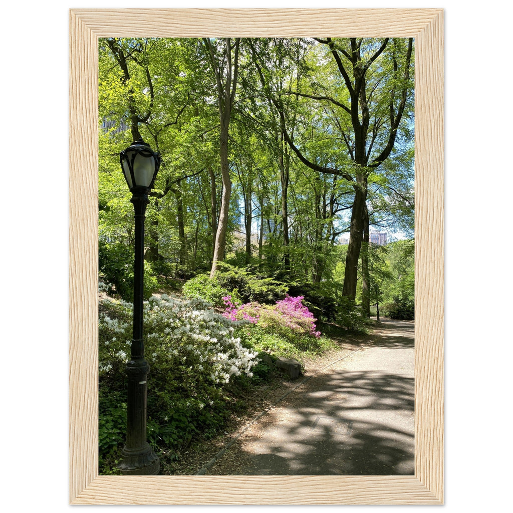 Serene Stroll Central Park walkway framed art print on premium matte paper with a wooden frame, part of the Travel Collection Studio Edition.