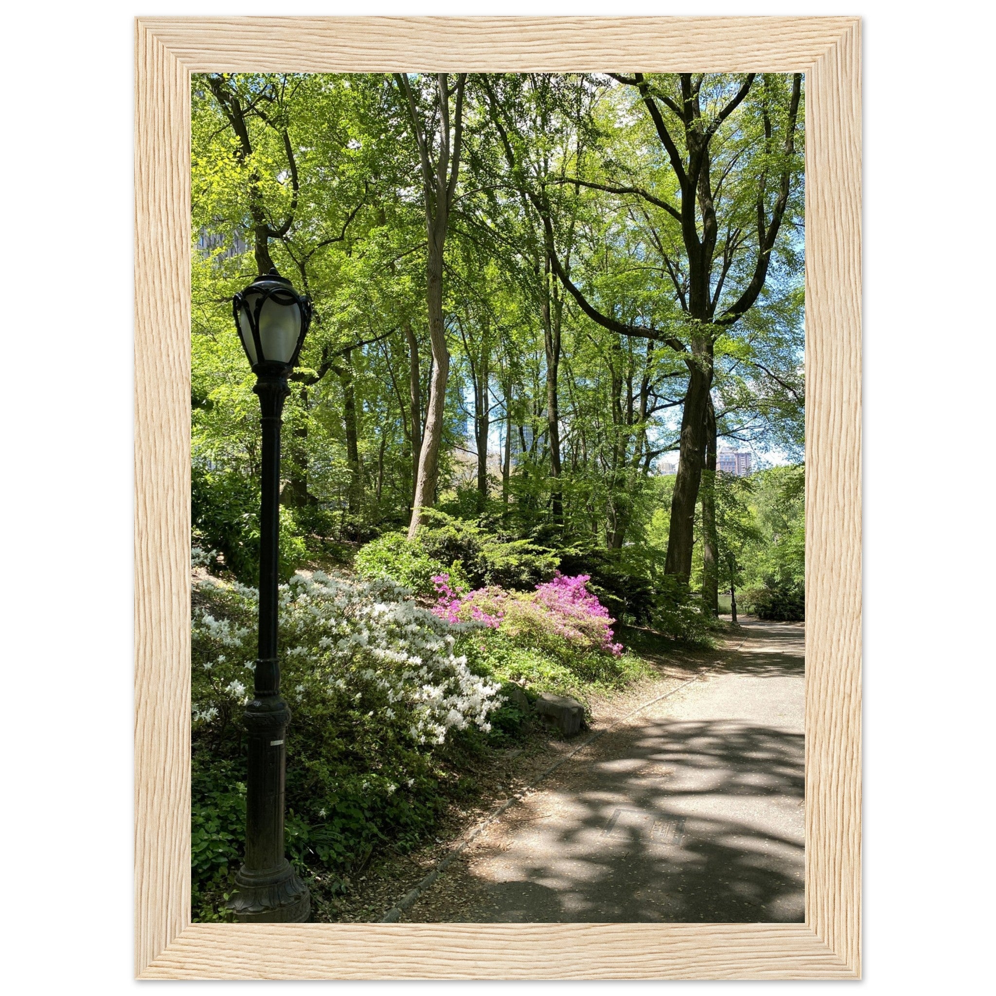 Serene Stroll Central Park walkway framed art print on premium matte paper with a wooden frame, part of the Travel Collection Studio Edition.