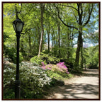 Central Park walkway framed art print on premium matte paper with a white wooden frame, part of the Studio Edition travel collection.