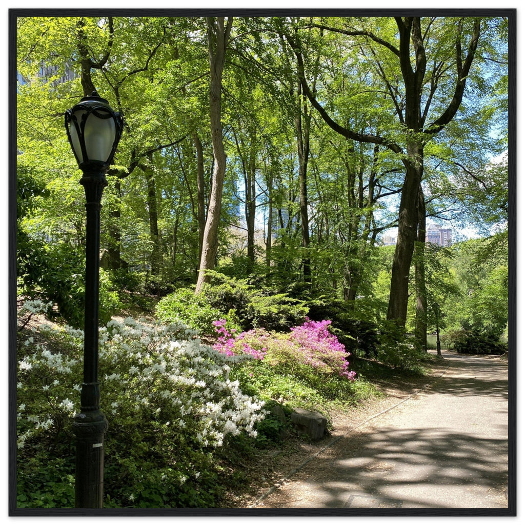 Framed art print of a Central Park walkway scene on premium matte paper with a white wooden frame, part of the Travel Collection.