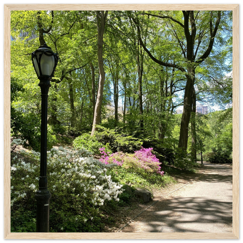 Framed art print of Central Park walkway on premium matte paper with wooden frame, part of the Serene Stroll travel collection.