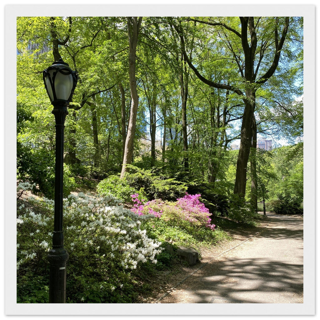 Framed art print of Central Park walkway on premium matte paper with a white wooden frame, part of the Studio Edition travel collection.