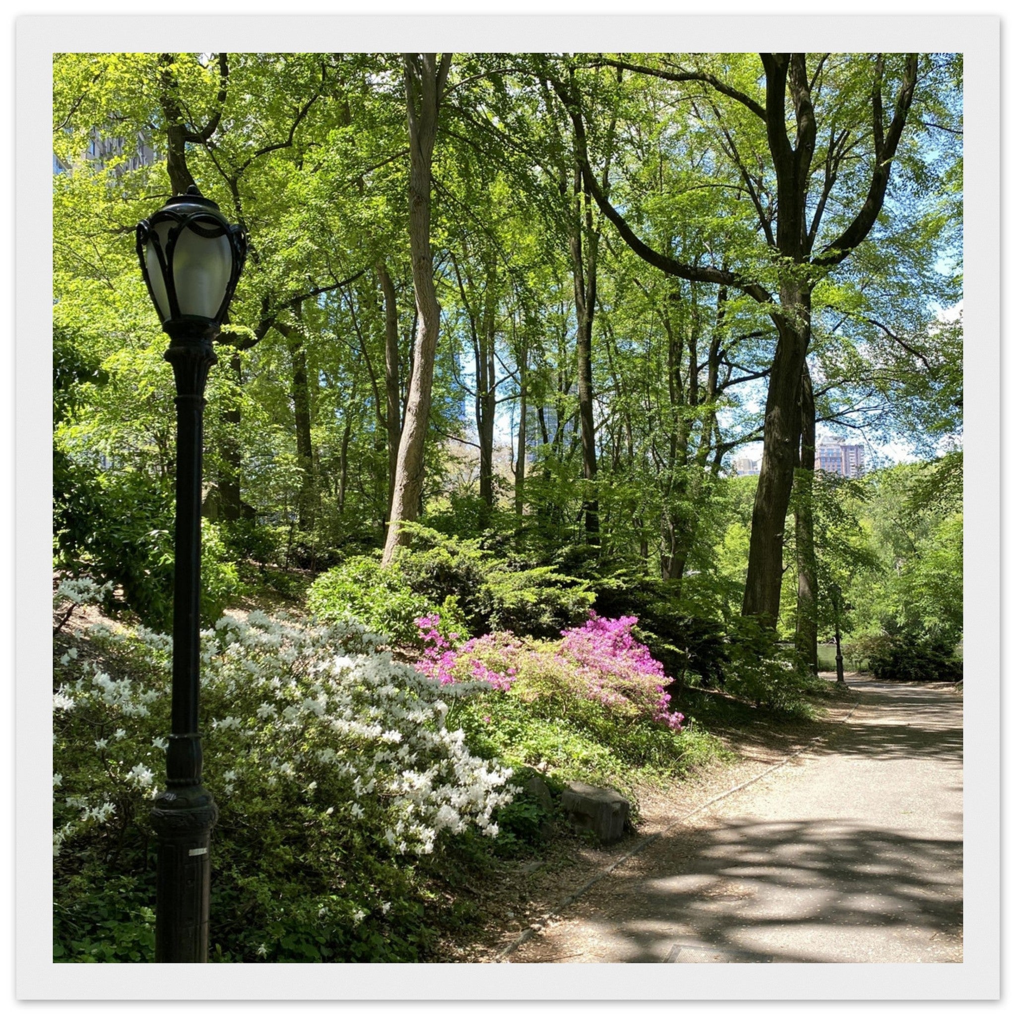 Framed art print of Central Park walkway on premium matte paper with a white wooden frame, part of the Studio Edition travel collection.
