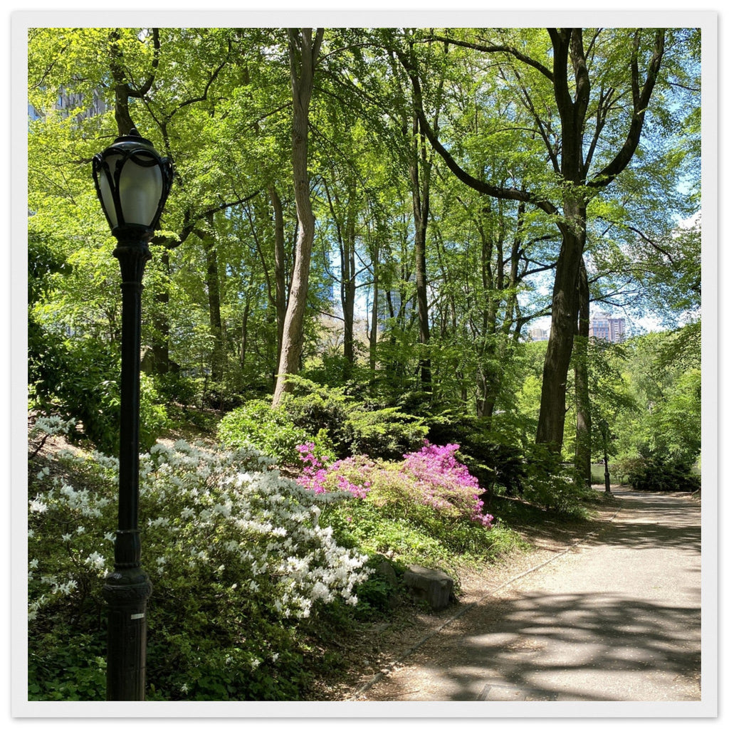 Framed print of Central Park walkway scene on premium matte paper with wooden frame, part of the Travel Collection Studio Edition.