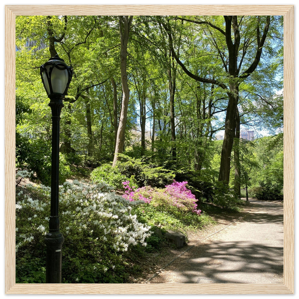 Framed art print of Central Park walkway on premium matte paper with white wooden frame, part of the travel collection Studio Edition.