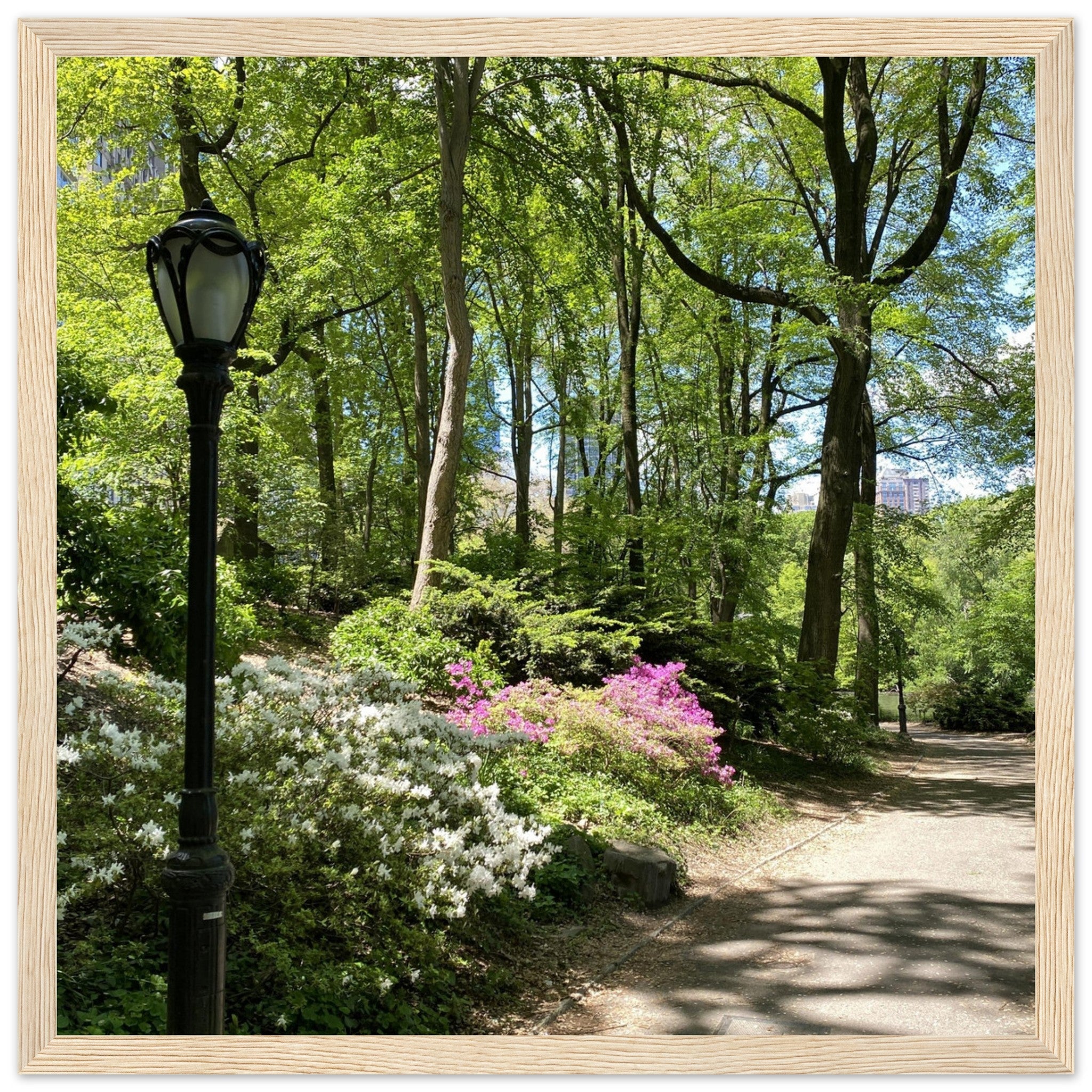 Framed art print of Central Park walkway on premium matte paper with white wooden frame, part of the travel collection Studio Edition.