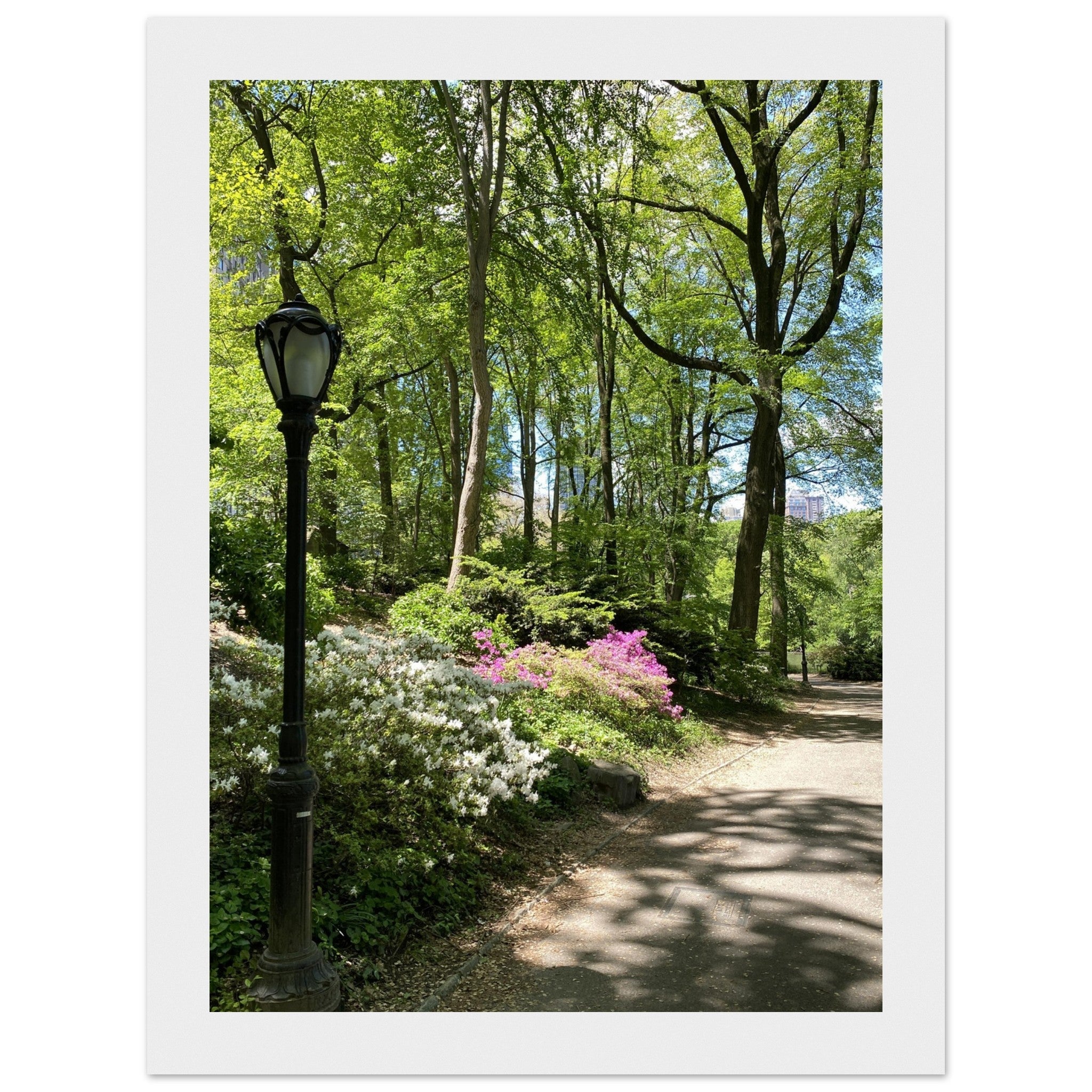 Framed art print of Central Park walkway on premium matte paper with a white wooden frame, part of the Travel Collection Studio Edition.