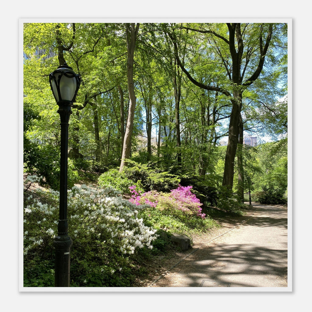 Framed art print of Central Park walkway on premium matte paper with wooden frame, part of the Studio Edition travel collection.