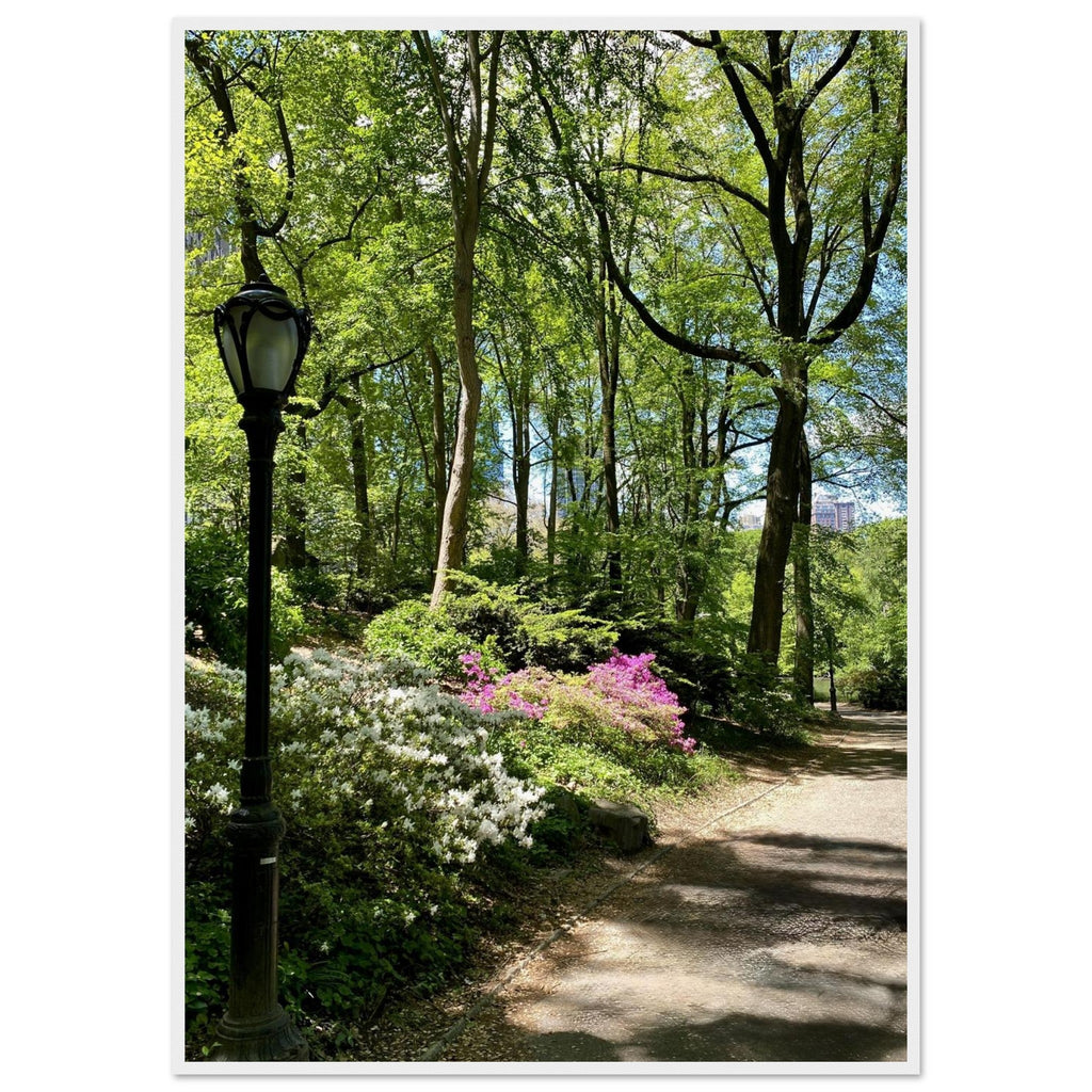 Serene Central Park walkway framed poster on premium matte paper with white wooden frame, showcasing a peaceful New York scene.
