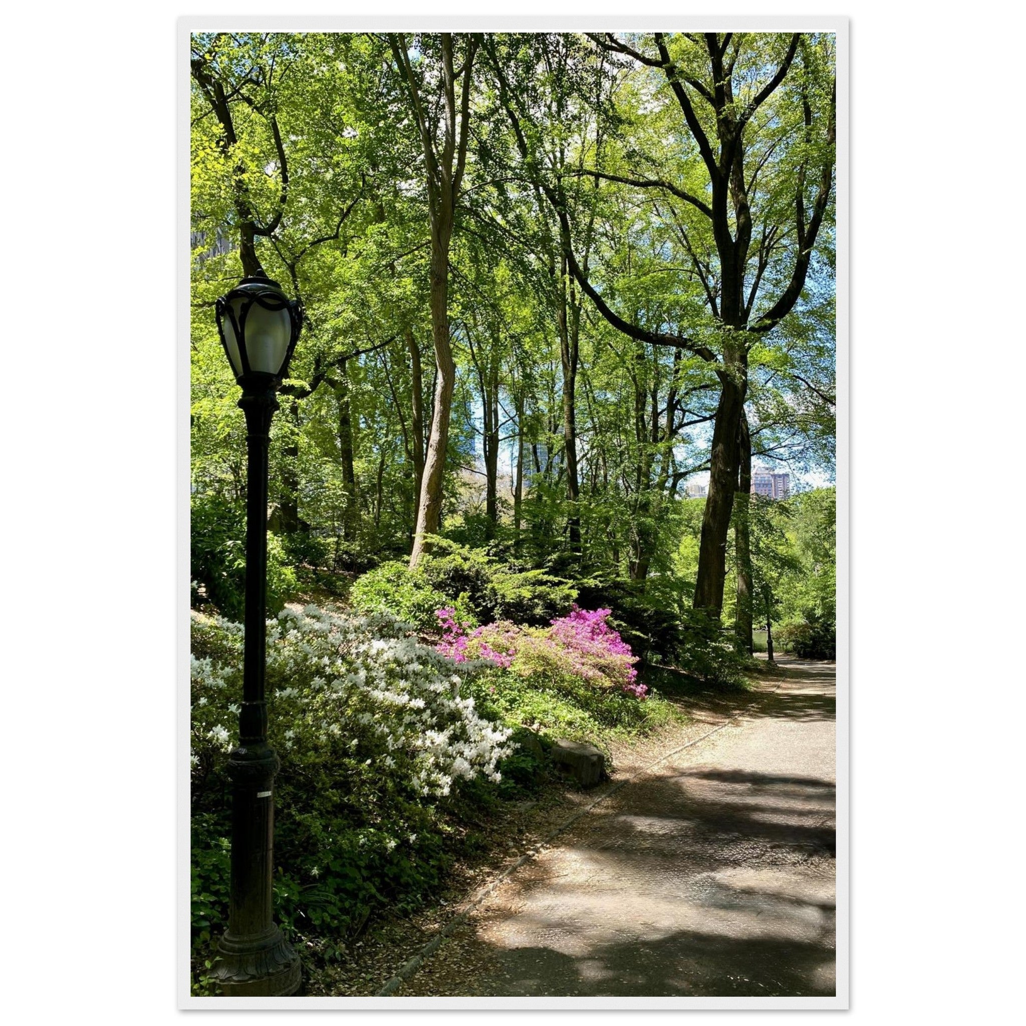 Framed art print of a Central Park walkway on premium matte paper with a wooden frame, part of the Studio Edition travel collection.