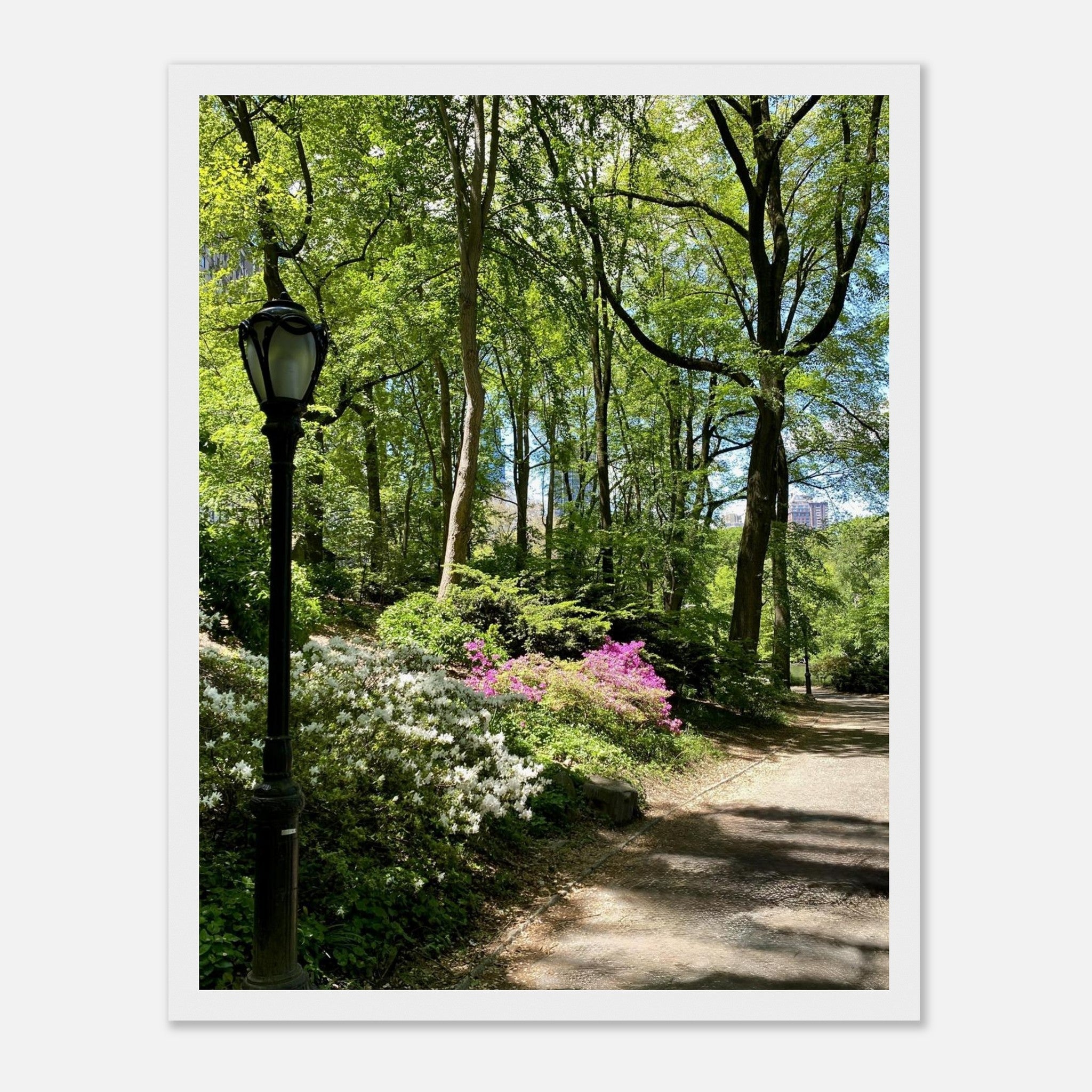 Framed print of Central Park walkway artwork on premium matte paper with a white wooden frame, part of the Studio Edition travel collection.
