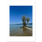 Aluminum print of a majestic tree on a European lake, nature-inspired wall art from the Travel Collection, Studio Edition.