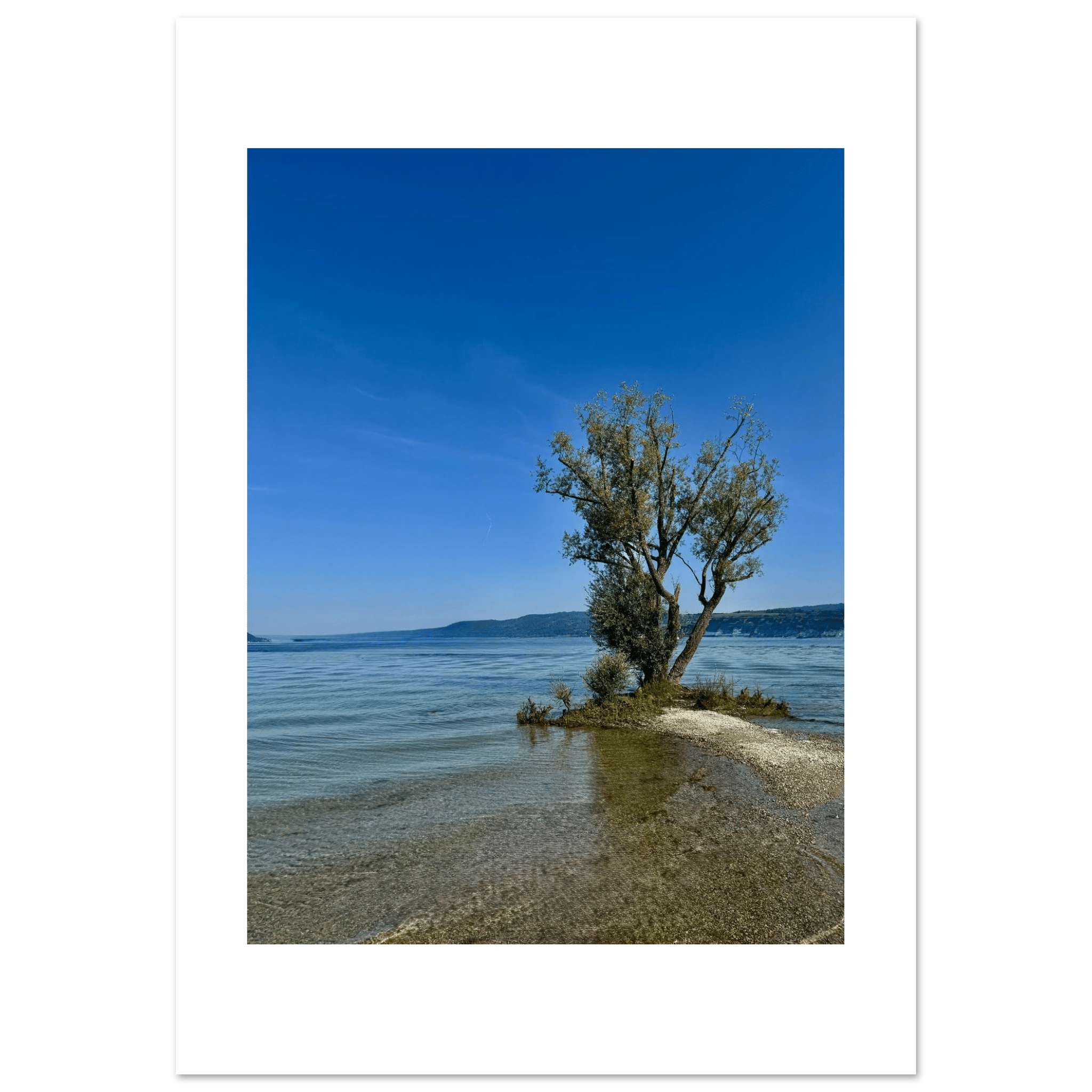 Aluminum print of a majestic tree on a European lake, nature-inspired wall art from the Travel Collection, Studio Edition.