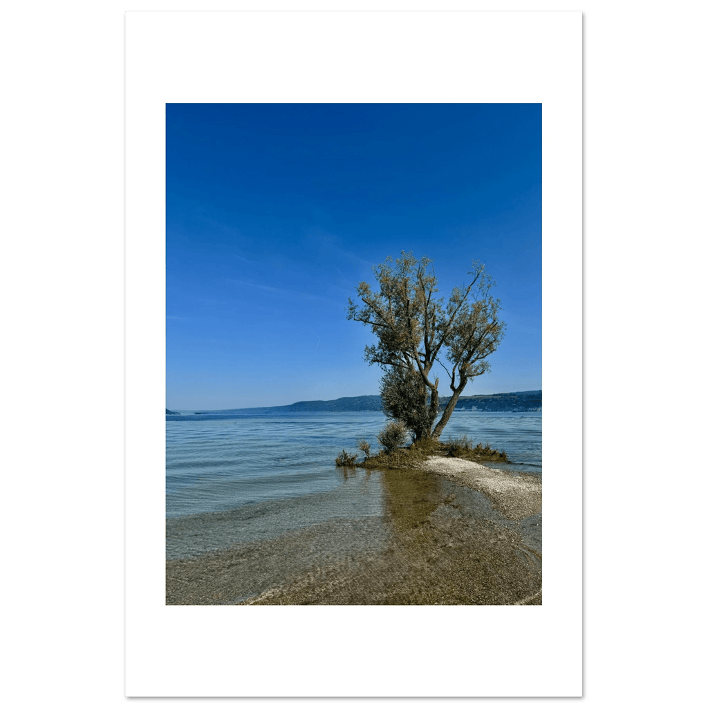 Aluminum print of a majestic tree on a European lake, nature-inspired travel collection wall art with vivid colors and detailed scenery.