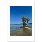 Aluminum print of a majestic tree on a European lake, nature-inspired travel collection wall art with vivid colors and detailed scenery.